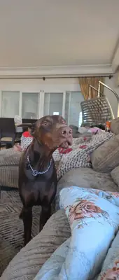 Loyal Doberman looking for an experienced and active owner