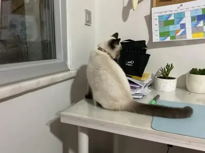 Chat British Shorthair calme cherche foyer tranquille