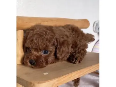 Caniche marron intelligent élevé en environnement familial