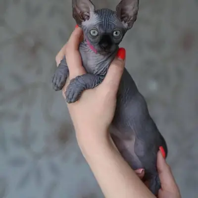 出售斯芬克斯猫幼崽