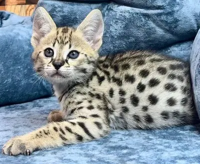 Gatitos Savannah F1 - F6 disponibles