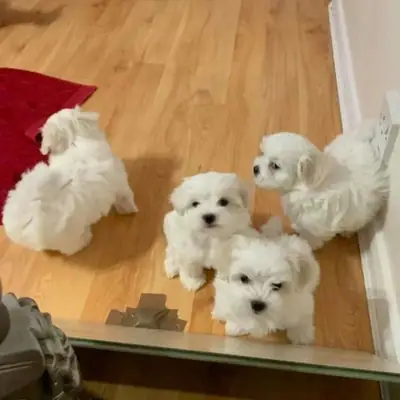 maltese puppies for adoption