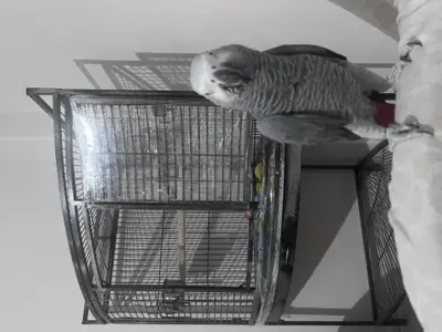Perroquet gris du Gabon très curieux cherche foyer attentionné