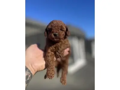 Caniche marron intelligent élevé avec attention