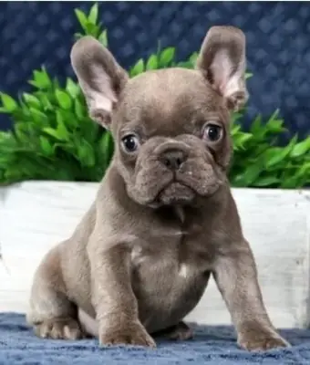 French bulldog puppies for sale