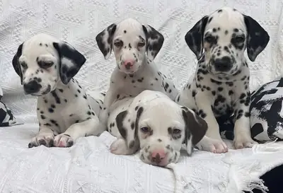 Magnifiques chiots dalmatiens