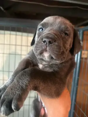 Chiots Pitbull à vendre
