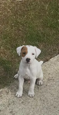 Jack Russell Dog Pups for sale
