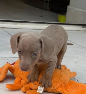 Miniature Dachshund