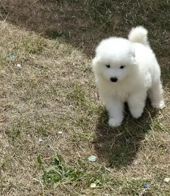 萨摩耶幼犬寻找永远的家