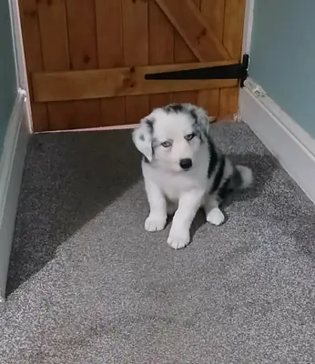 Beautiful border collie puppies