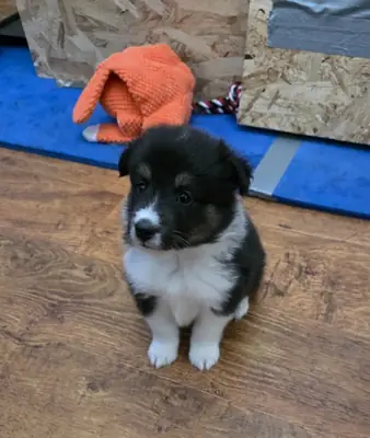 Beautiful shetland sheepdog puppy