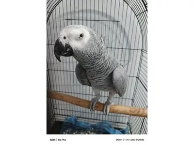 Loro gris africano muy inteligente busca hogar responsable