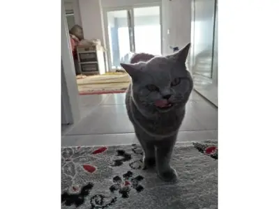 Gato British Shorthair tranquilo busca familia paciente