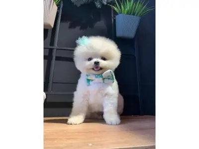 Cachorro Pomerania blanco muy sociable busca nuevo hogar