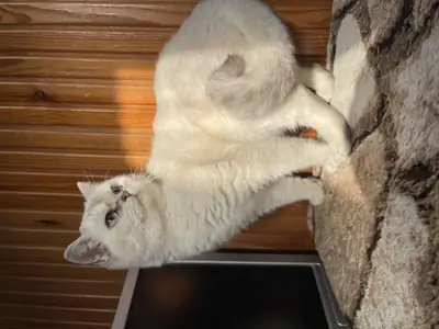 Gato British Shorthair muy tranquilo busca hogar estable