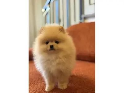 Pequeño Pomerania crema cariñoso busca familia