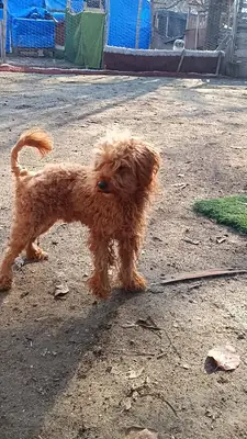 Caniche marrón sensible y atento busca hogar cariñoso