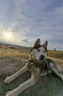 Husky joven enérgico criado con familia