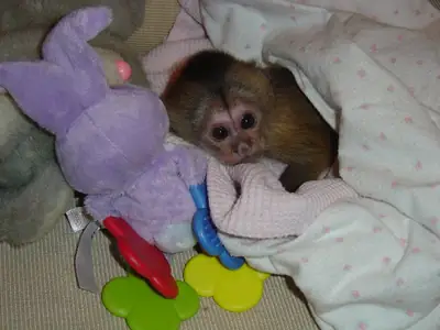 Adorable and affectionate baby capuchin monkeys