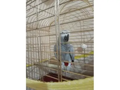 Умный серый попугай жако ищет заботливого хозяина