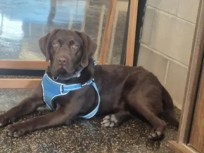 Дружелюбный лабрадор ищет активную семью