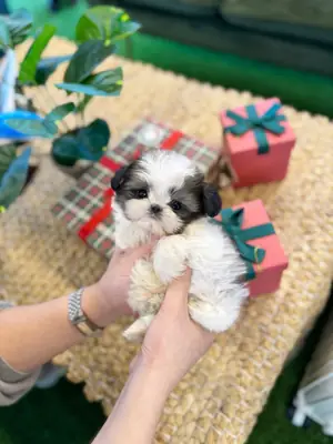 Cachorros Shih Tzu tamaño "teacup" buscando nuevo hogar