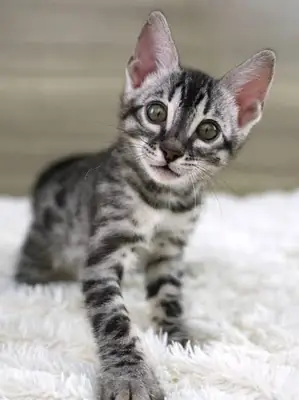 Chatons de race Bengal cherchant un nouveau foyer