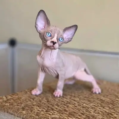 Beautiful Sphynx kittens available