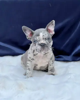Chiots bulldog français enregistrés