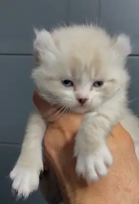 Available American Curl Kittens
