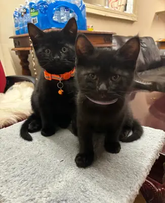 Satılık American Shorthair Kedi Yavruları