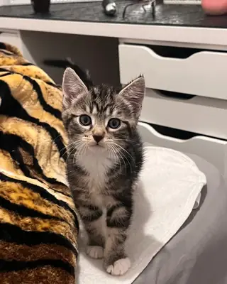 Котята американской проволочной шерсти чистокровные
