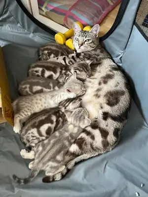 Beautiful Australian Mist Kittens