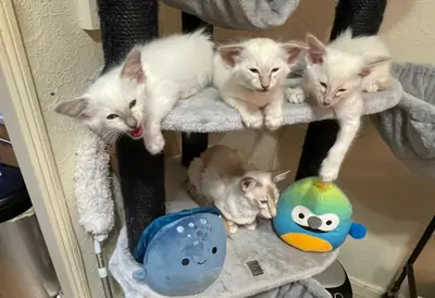 优质巴厘猫小猫