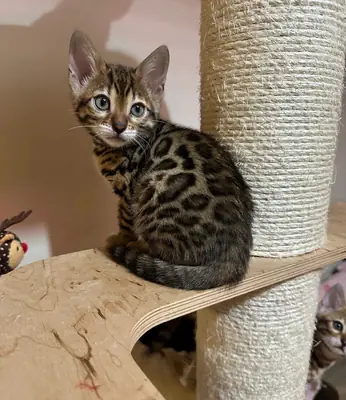 Espectaculares Gatitos Bengalíes