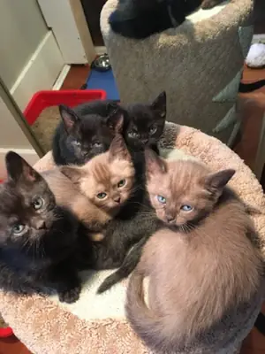 可供出售的孟买小猫