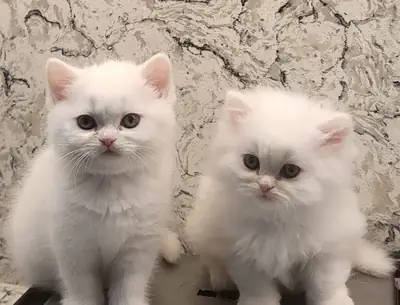 Chatons British Longhair