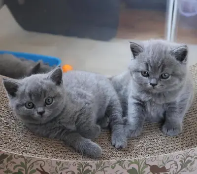 Gatitos British Shorthair (BSH)