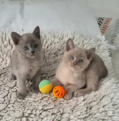 Gatitos Birmanos Disponibles