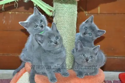 Чистокровные котята Шартрё