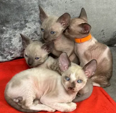 Cornish Rex Kedi Yavruları