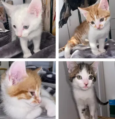 Kısa Tüylü Kedi Yavruları Sahiplendirme/Satma