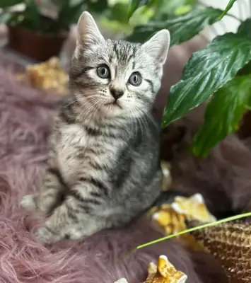 Chatons Egyptian Mau