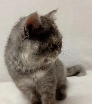 Egzotik Shorthair Yavru Kediler