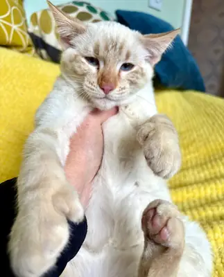 Keetso Kittens Available