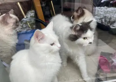 Chatons Khao Manee