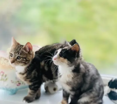 Kurilian Bobtail Kedi Yavruları