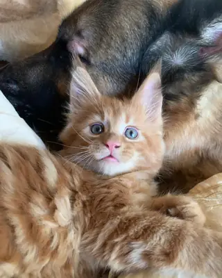 令人印象深刻的缅因猫小猫