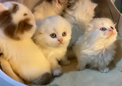 Chatons Munchkin avec Pedigree